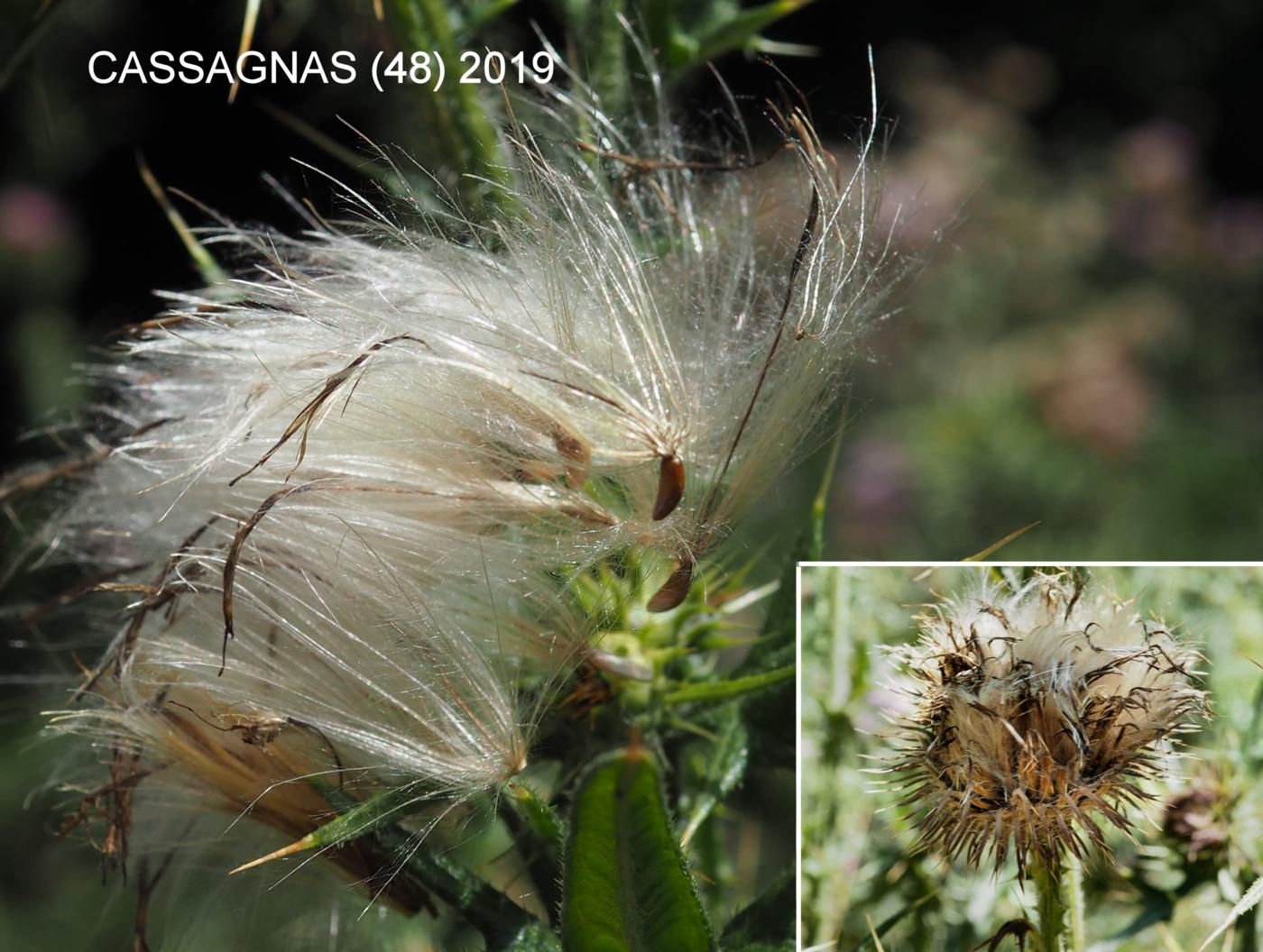 Thistle, Spear fruit